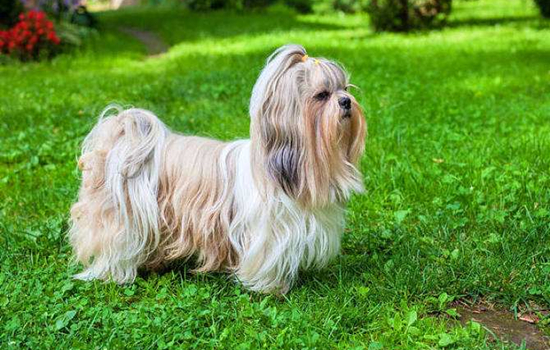 西施犬哪个颜色更纯 西施犬什么颜色*好