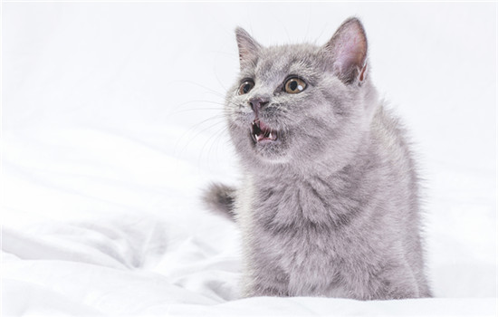 小奶猫为什么会长耳螨 幼猫为什么有耳螨