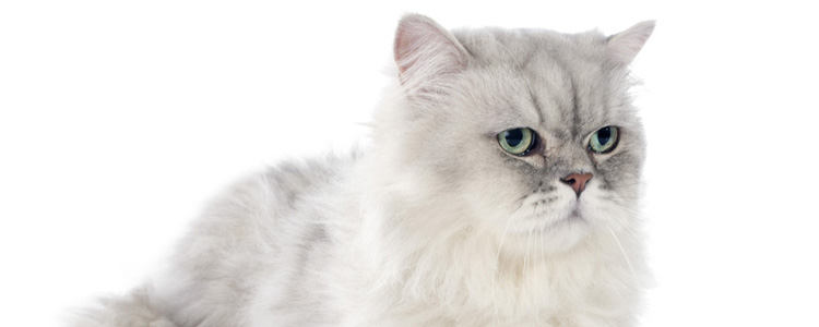 猫为什么长耳螨会传染人吗