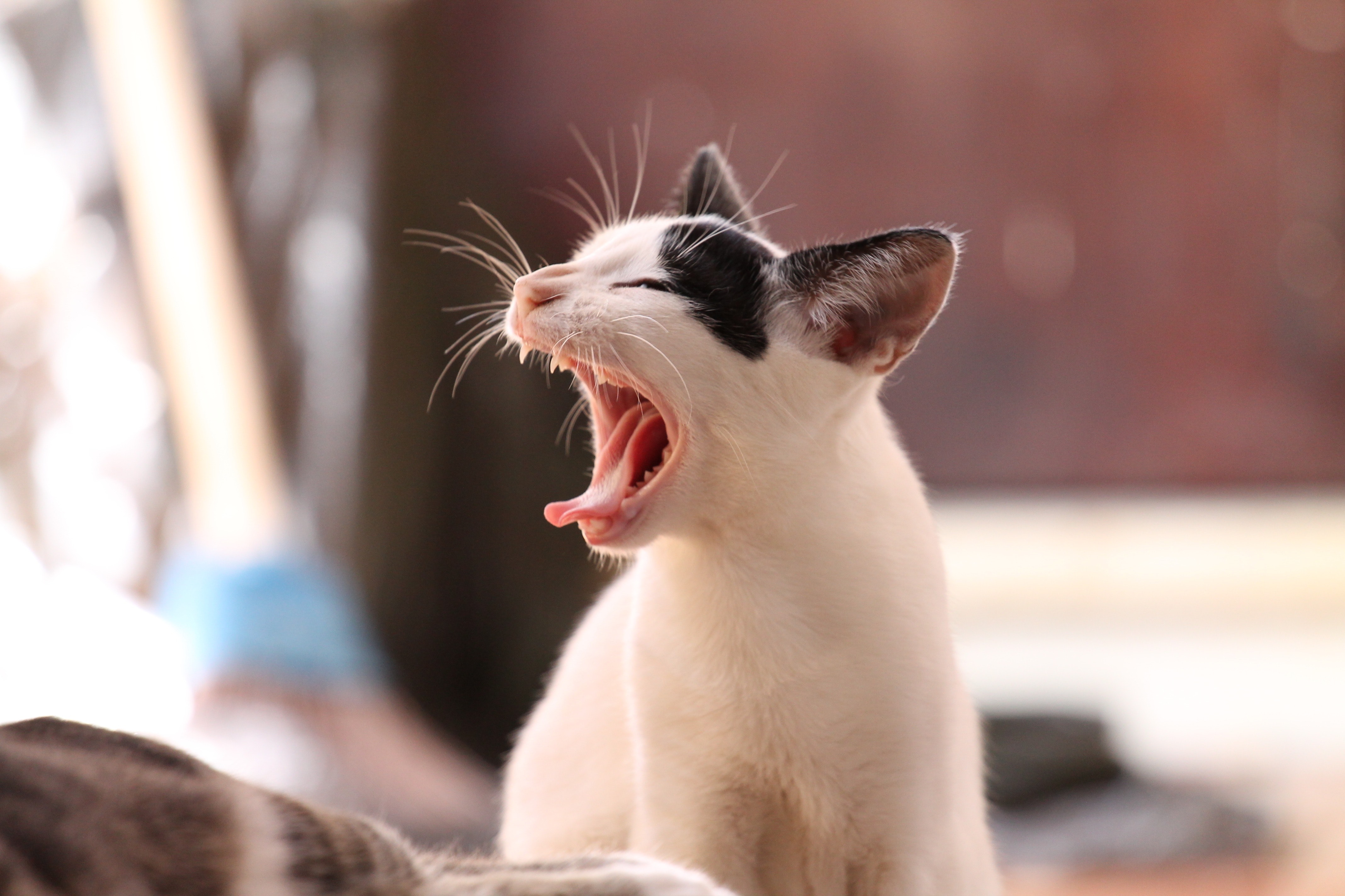 猫咪发出低吼什么意思 猫咪发出低吼的声音