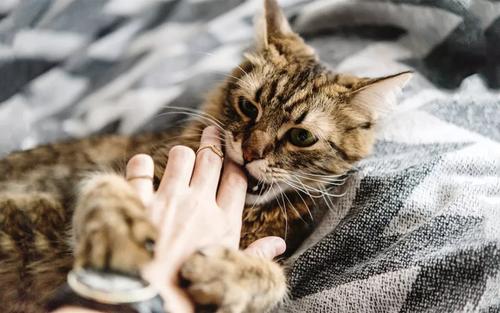 猫为什么会扑过来咬手 猫对于狩猎有着天生的敏感
