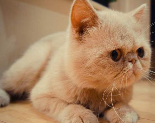 加菲猫为什么总流眼泪是怎么回事