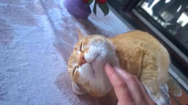 橘猫为什么喜欢咬我 橘猫为什么那么喜欢咬人怎么办