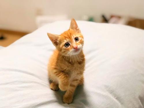 小橘猫为什么老咬人 从小养成了爱咬人的习惯