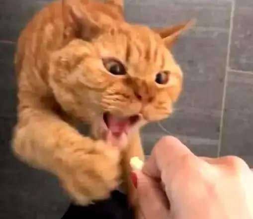 橘猫为什么突然咬人 通常是和人玩耍