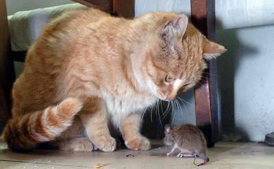 猫为什么会喜欢虐杀老鼠 猫为什么不马上杀死老鼠