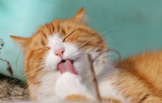 猫猫为什么老是喜欢吐舌头喘气