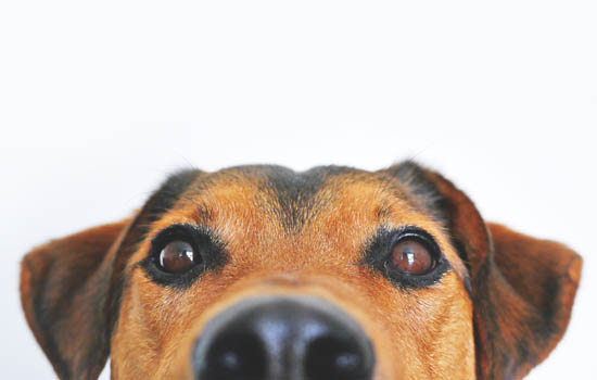 狗狗用鼻子拱食物是什么意思 狗用鼻子顶食物是什么意思