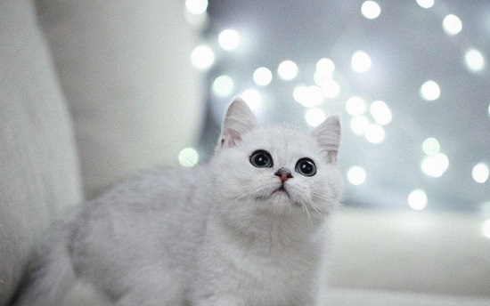 银渐层的猫品种是什么 银渐层的猫品种是英国短毛猫