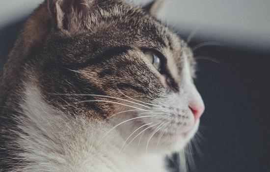 怎么判断猫是不是抑郁 如何判断猫抑郁