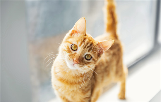 橘猫眼睛颜色有哪些 橘猫眼睛颜色有很多