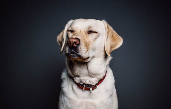 狗为什么可以听懂人说话 狗狗只是懂你的情绪