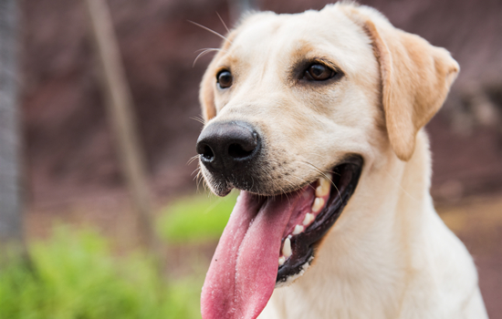 拉布拉多母犬能长多大 拉布拉多母犬是中大型犬吗？