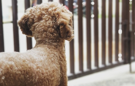 贵宾犬不吃狗粮只吃肉怎么办 贵宾只吃肉的处理方法