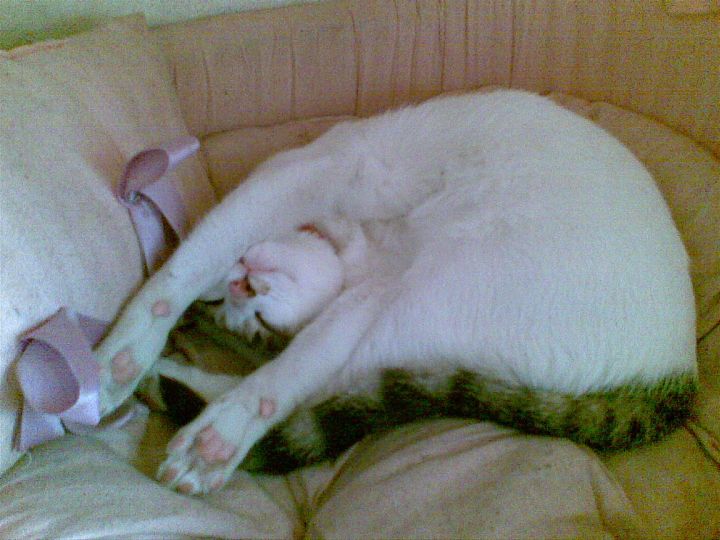 猫为什么喜欢团成球睡觉 猫为什么抱成球睡