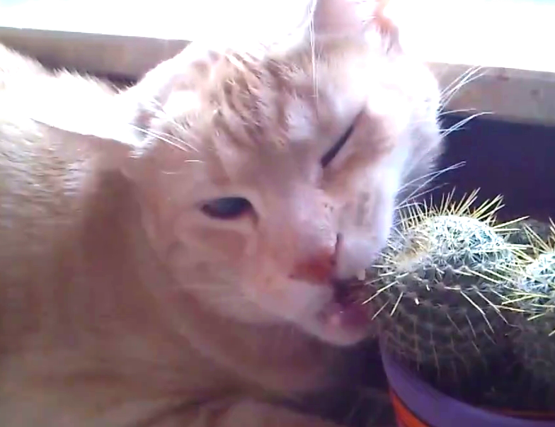 猫为什么喜欢吃仙人掌 猫为什么不怕仙人掌
