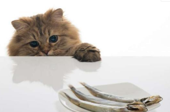 猫为什么怕水但又喜欢吃鱼 生性怕水又是肉食动物
