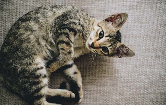 猫为什么喜欢蜷缩着睡觉 布偶猫为什么缩成一团睡觉