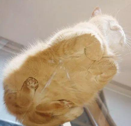 猫为什么能爬玻璃 猫为什么喜欢爬窗户