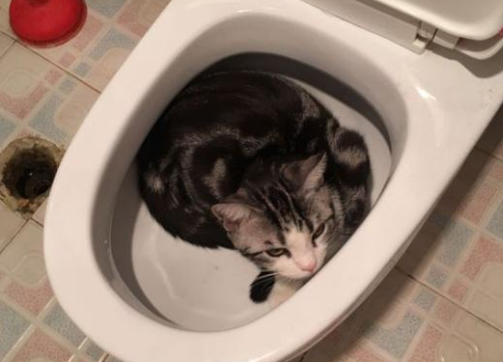 猫为什么喜欢睡在马桶旁边 猫为什么躺马桶