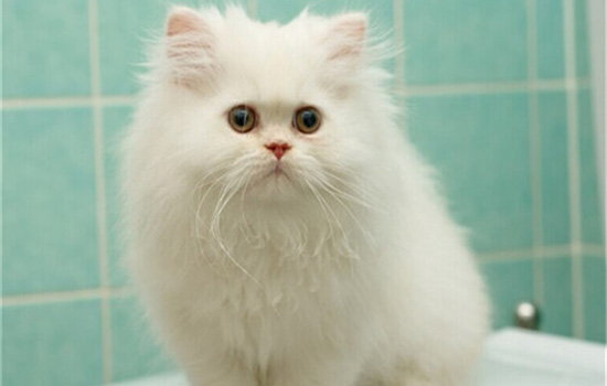 猫为什么总是掉毛呢怎么办 猫为什么最近掉毛严重怎么办