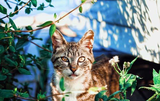野猫为什么那么粘人 基因和性格的影响