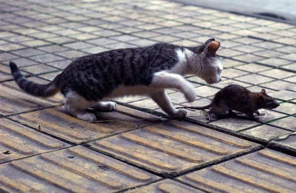 猫为什么能很容易抓到老鼠 猫为什么可以抓住老鼠