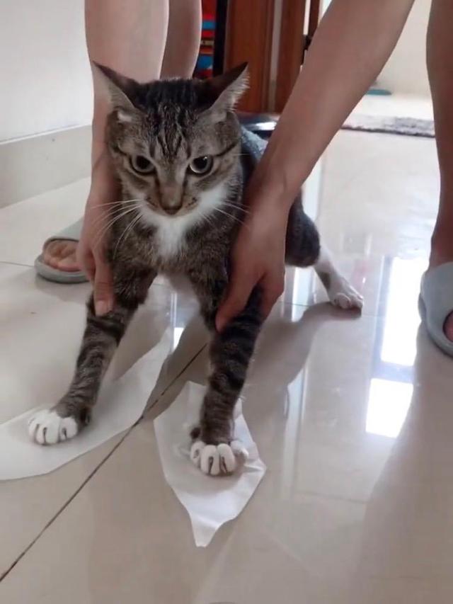 猫为什么怕爪子粘纸 猫为什么怕纸沾在脚上