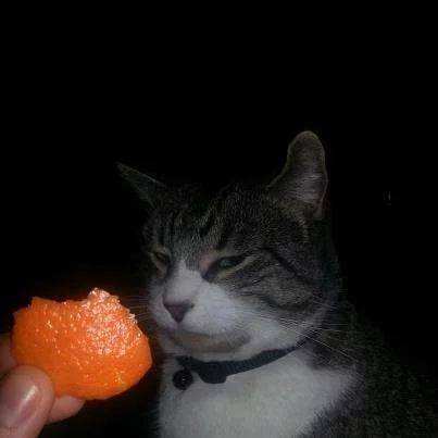 猫为什么不喜欢橘子的味道 猫为什么不喜欢吃橘子
