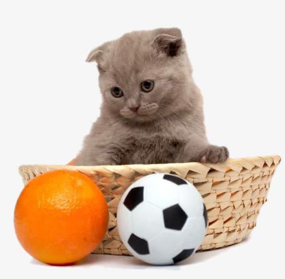 橘猫为什么怕柑橘 猫为什么讨厌橘子