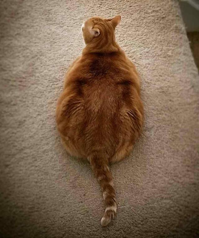 橘猫为什么都很胖 橘猫为什么都那么容易吃胖