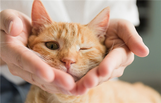 猫为什么喜欢用舌头舔爪子洗脸 猫为什么经常洗脸舔爪子