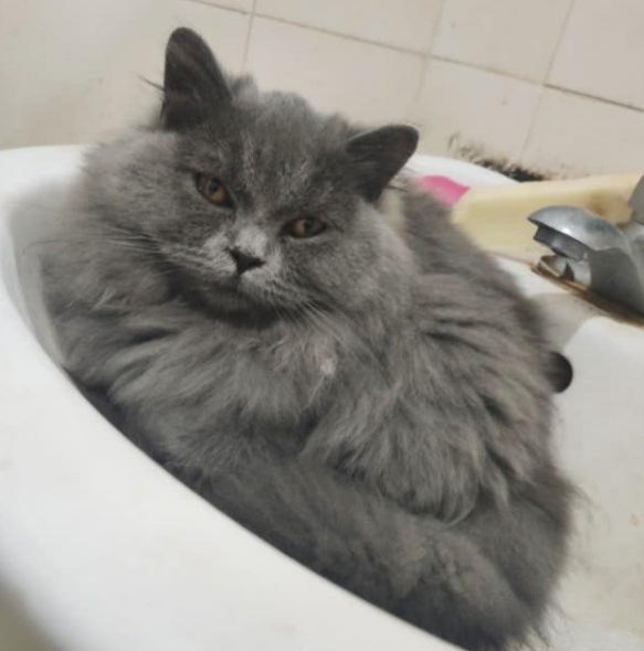 猫为什么喜欢在洗脸池睡觉 猫为什么喜欢睡在洗脸盆里