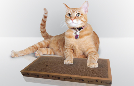 猫为什么那么喜欢用猫抓板 猫猫为什么会喜欢抓猫抓板