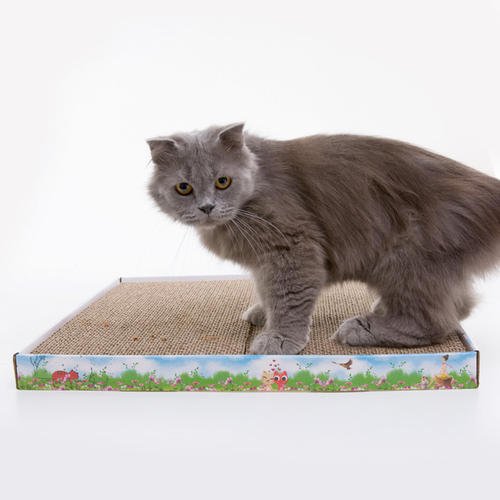 猫为什么有猫抓板不挠 猫为什么不用猫抓板