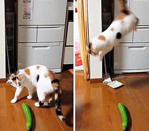 猫为什么见到黄瓜就跑 猝不及防被吓到