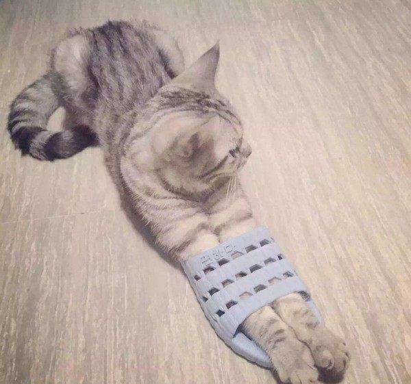 猫为什么喜欢玩拖鞋 猫为什么喜欢玩鞋子