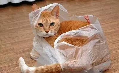 猫为什么喜欢钻塑料袋 猫为什么爱钻塑料袋