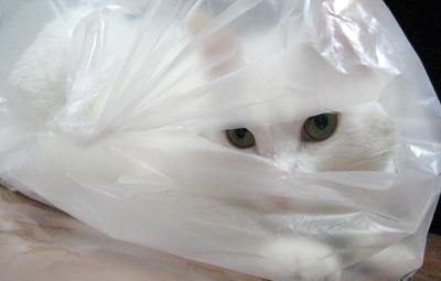 小猫为什么老是爱舔塑料袋 猫为什么突然喜欢舔塑料袋?