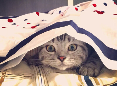 猫为什么喜欢干净的床单 猫咪会享受又爱干净