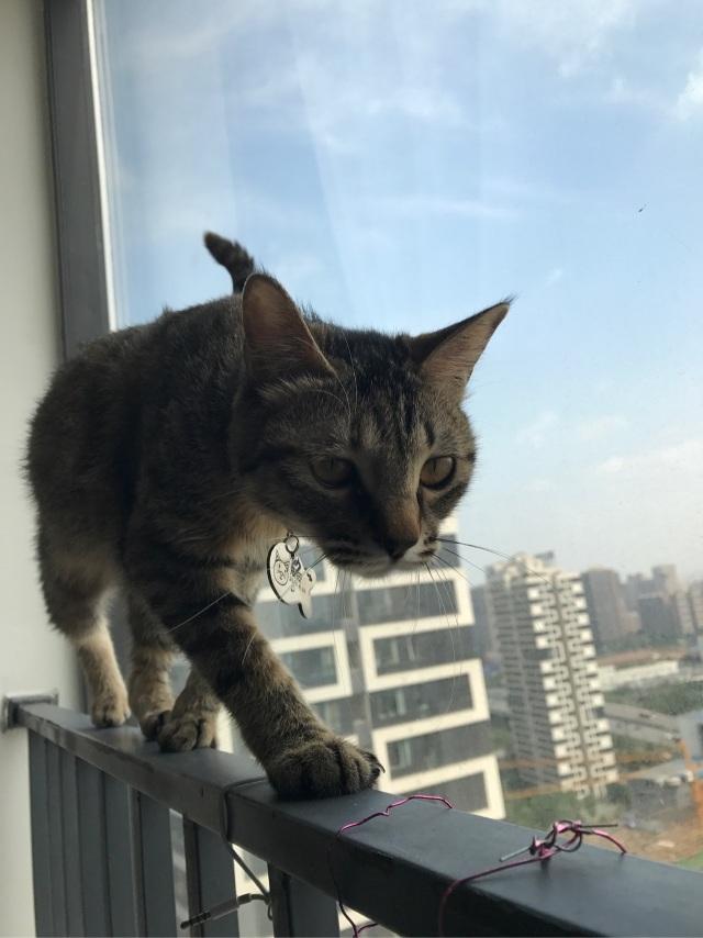 猫为什么会从窗户跳下去 猫为什么要跳窗户