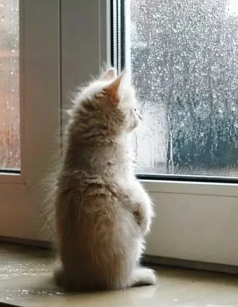 猫为什么喜欢呆在窗户旁 猫为什么一直望着窗户外面