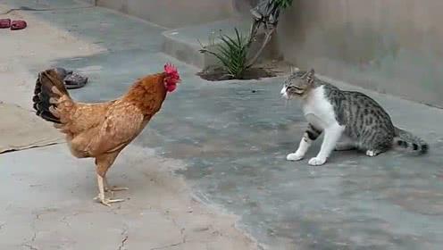 猫为什么打不过鸡 猫为什么怕公鸡呢