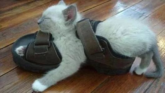 小猫为什么喜欢一直蹭鞋子 猫为什么老是爱蹭鞋