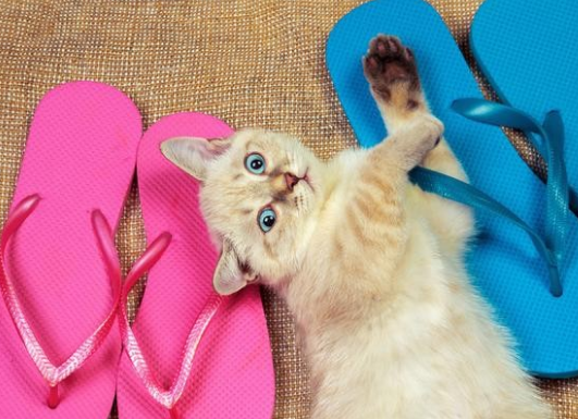猫为什么会喜欢啃咬拖鞋 猫为什么总咬主人鞋