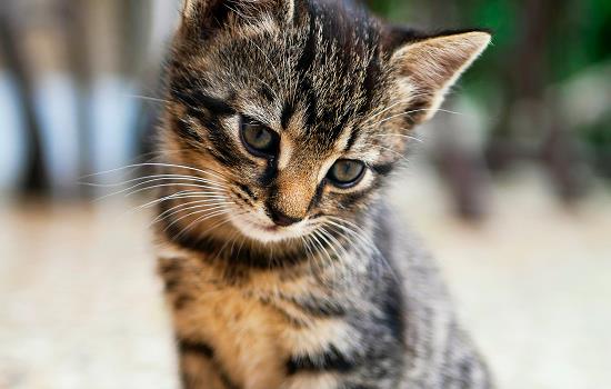 猫瘟通过什么方式传染给别的猫 猫瘟靠什么传染