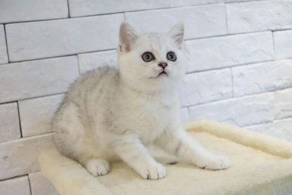 英短银渐层幼猫怎么养 怎么养英短银渐层猫