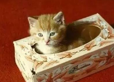 猫为什么喜欢缩盒子里 猫为什么喜欢躲在盒子里