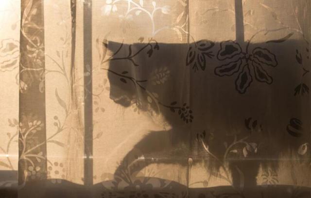 猫为什么喜欢躲在窗帘后面 眺望外面的世界