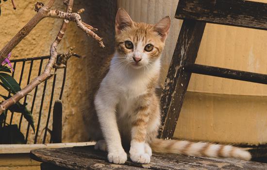 宠物猫会晕车吗 宠物猫会不会晕车倒